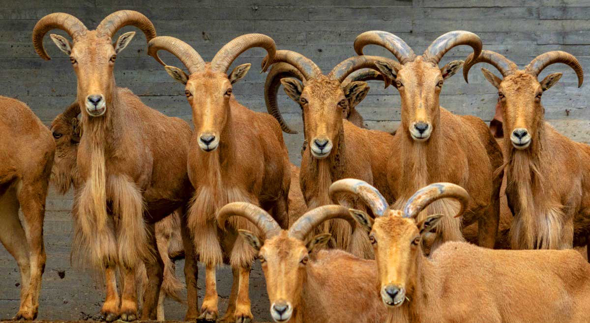 Manenschapen-komen-voor-in-Alicante