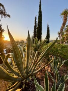 Vetplant in de tuin Conmigo